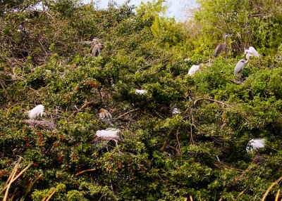 Venice Rookery