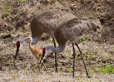Sandhill Cranes