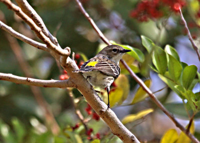 Landbirds