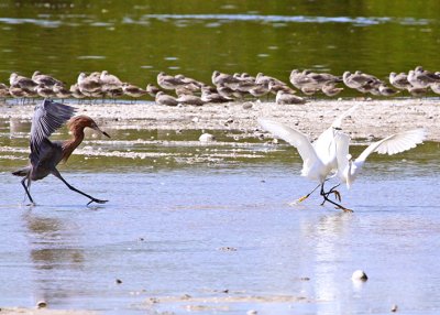 Territorial Dispute