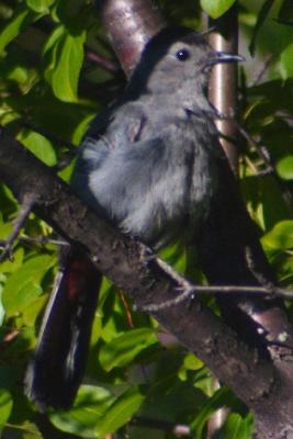 #64   Grey Catbird