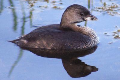 Waterfowl