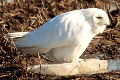 Snowy Owl