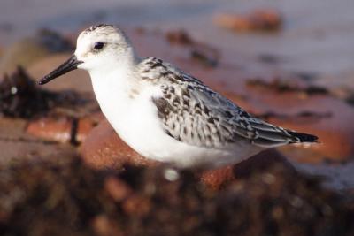 Shorebirds, Gulls & Seabirds
