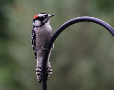 #4   Downy Woodpecker