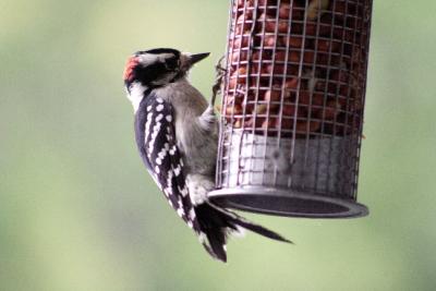 #5   Pic mineur / Downy Woodpecker