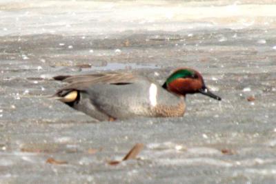 #35   Sarcelle d'hiver / Green-winged Teal