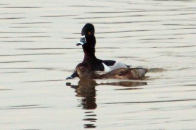 #56   Ring-necked Duck