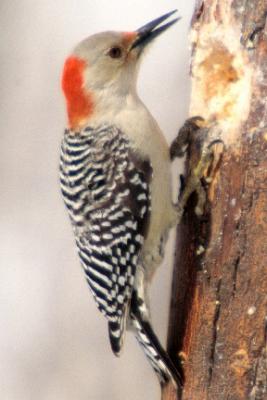 #23   Pic  ventre roux / Red-bellied Woodpecker