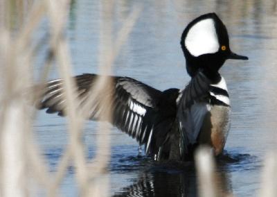 Hooded Mergansers  / Harles couronn