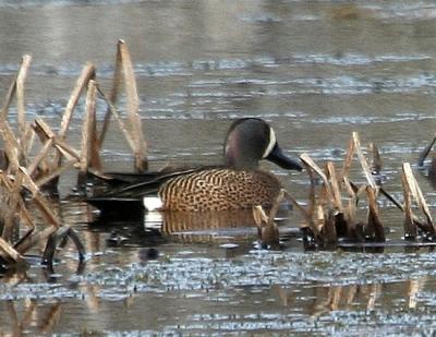 #88   Blue-winged Teal