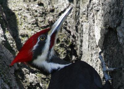 Pileated Woodpecker