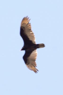 Turkey Vulture