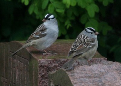 #95  White-crowned Sparrow