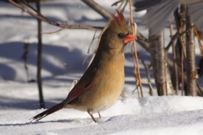 #24   Cardinal rouge / Northern Cardinal