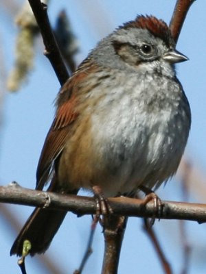 #84   Swamp Sparrow