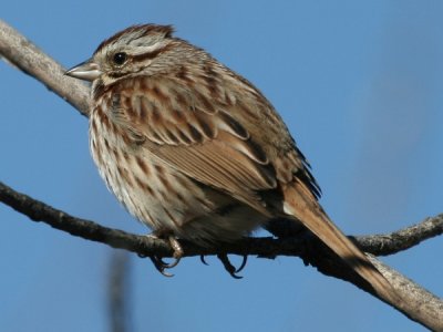 #57   Song Sparrow