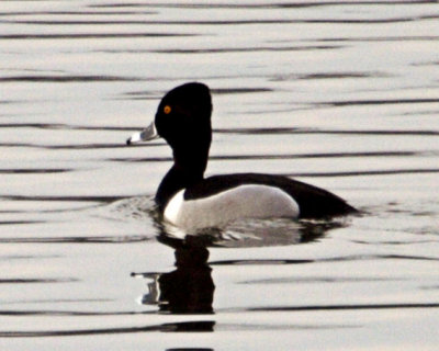 #50   Ring-necked Duck