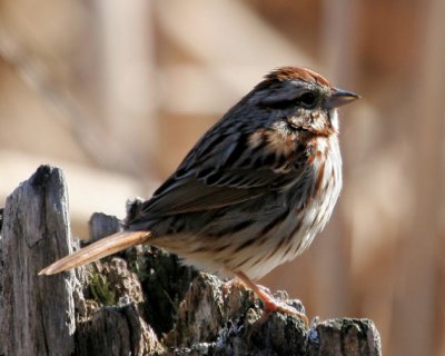 #22   Bruant hudsonien / American Tree Sparrow