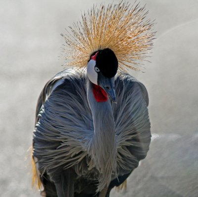 sIMG_6531_crested_crane.jpg