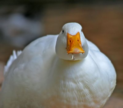 sIMG_8313_duck1.jpg