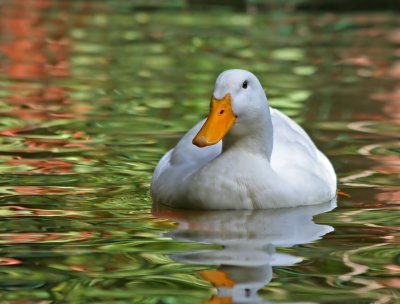 sIMG_8319_duck2.jpg