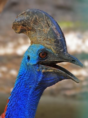 sIMG_9121_cassowary.jpg