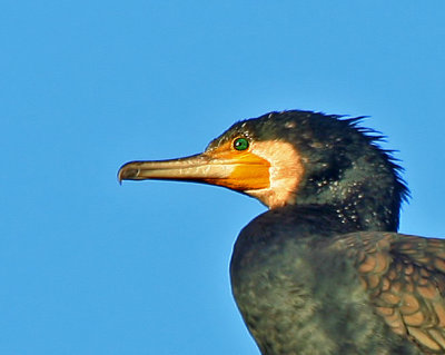 sIMG_7334_1_cormorant_portrait.jpg