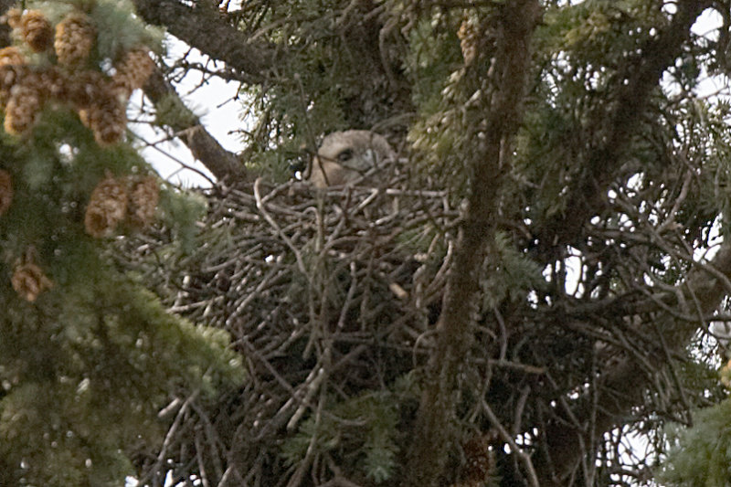 She's peering  over the edge of the nest  -- a  common sight.