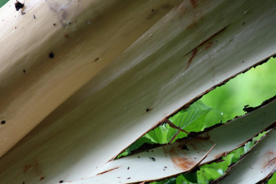 stripping bark