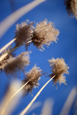 grass, niskayuna