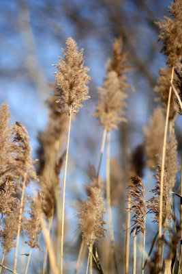 grass, niskayuna