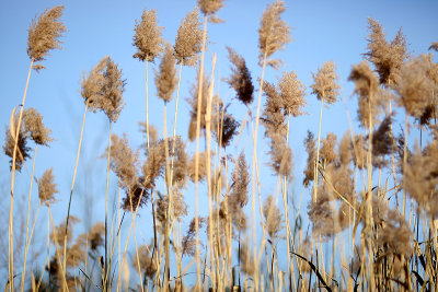 grass, niskayuna