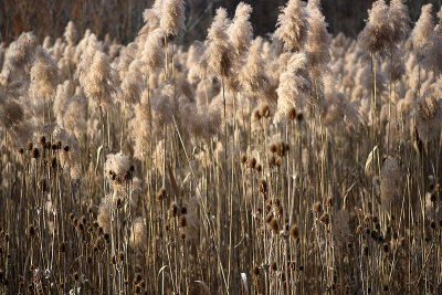 grass, voorheesville