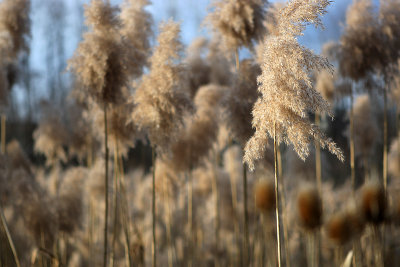 grass, voorheesville