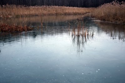 thin ice and grass, voorheesville