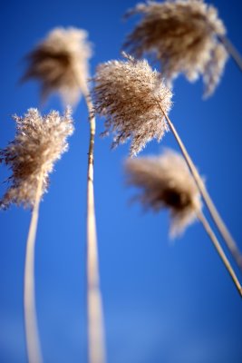 grass, niskayuna