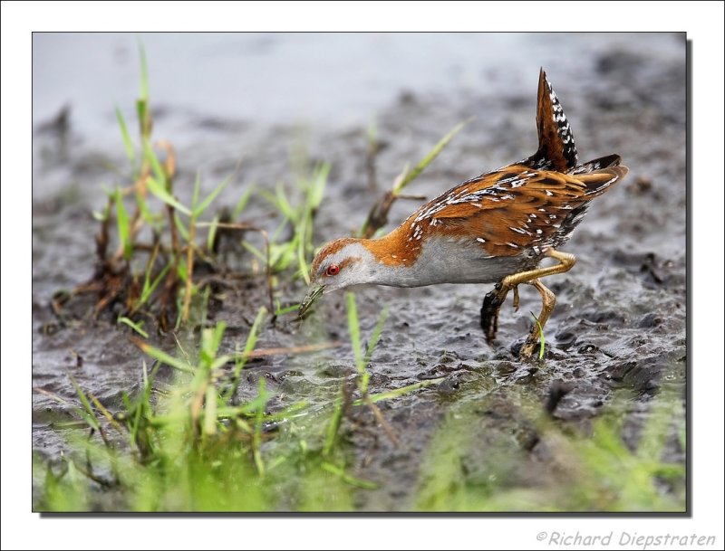 Kleinst Waterhoen - Porzana pusilla - Baillons Crake