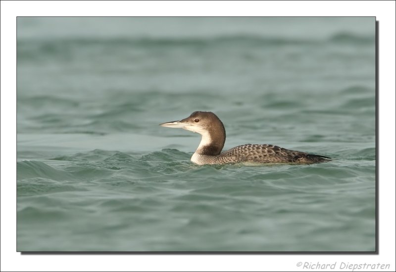 IJsduiker - Gavia immer - Great Northern Diver