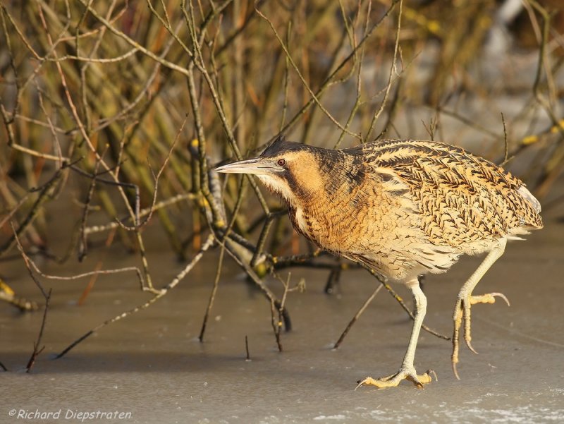 Roerdomp - Botaurus stellaris - Bittern