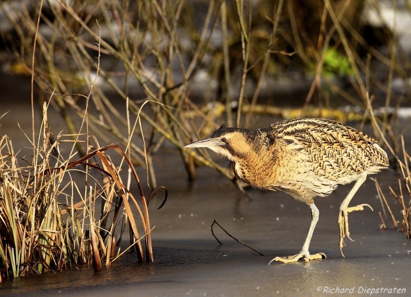 Roerdomp - Botaurus stellaris - Bittern