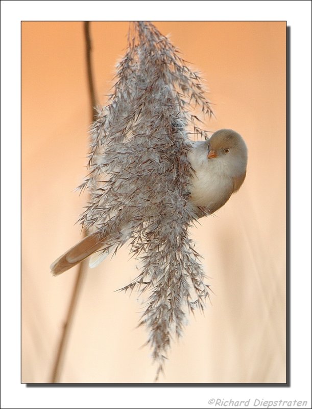 Baardman - Panurus biarmicus - Bearded Tit