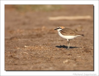 Strandplevier - Charadrius alexandrinus - Kentish Plover