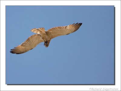 Slangenarend - Circaetus gallicus - Short-toed Eagle