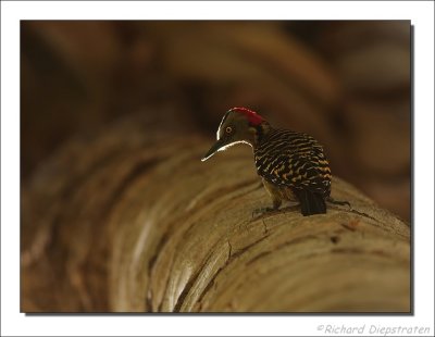 Strepenspecht    -    Hispaniola Woodpecker
