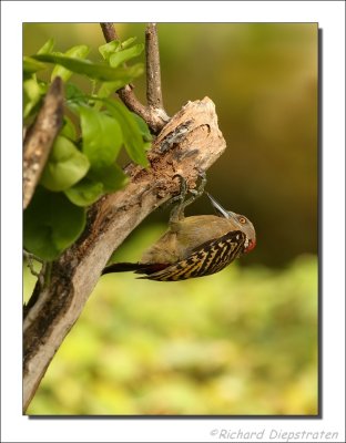 Strepenspecht - Melanerpes striatus- Hispaniola Woodpecker