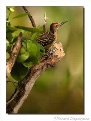 Strepenspecht - Melanerpes striatus- Hispaniola Woodpecker