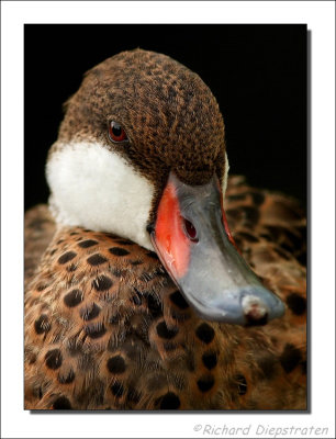 Bahamapijlstaart - Anas bahamensis - White-Cheeked Pintail