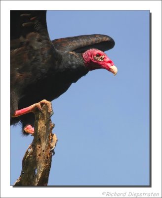 Roodkopgier    -    Turkey Vulture