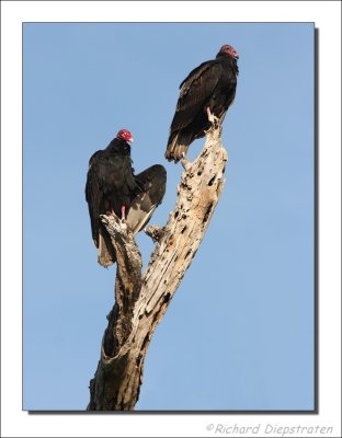 Roodkopgier - Cathartes aura - Turkey Vulture